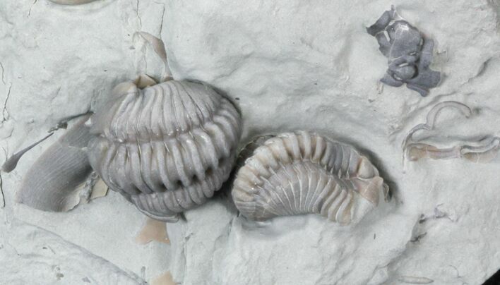 Partially Enrolled Flexicalymene Trilobites - Ohio #30459
